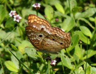 [View of the other side of the butterfly as well as some of the inside displays much more color. The upper part of the wings each have one dark brown spot while each lower half has two dark spots. The upper edges of the wings have orangish-tan patches while the inward sections have more brown. Brown squigglies create white sections in the inner parts of the wings.]